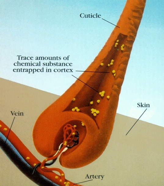 The Science Behind Hair Analysis | Psychemedics